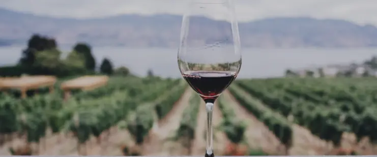 Tallarini-gården producerar 240 000 flaskor vin per år