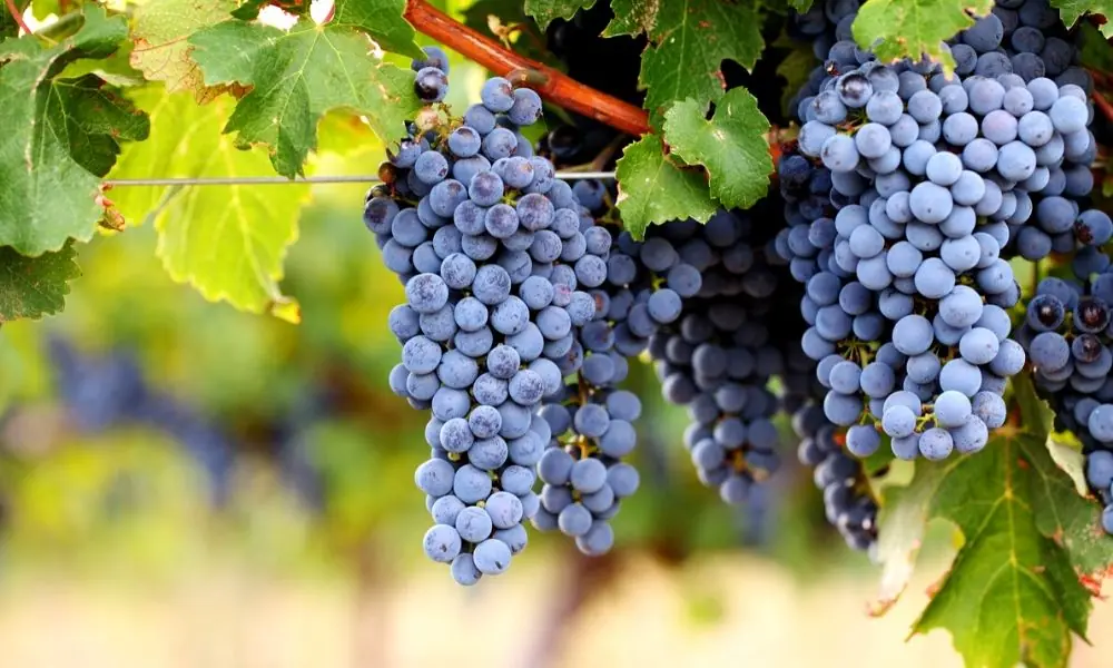 Cabernet Sauvignon
