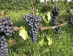 AGIORGITIKO1