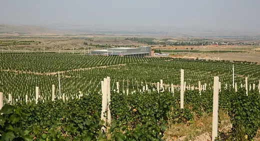 Armenien vy över vingårdar med berg i bakgrunden