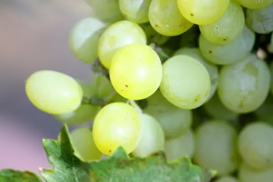 Jura - en klase Chardonnay