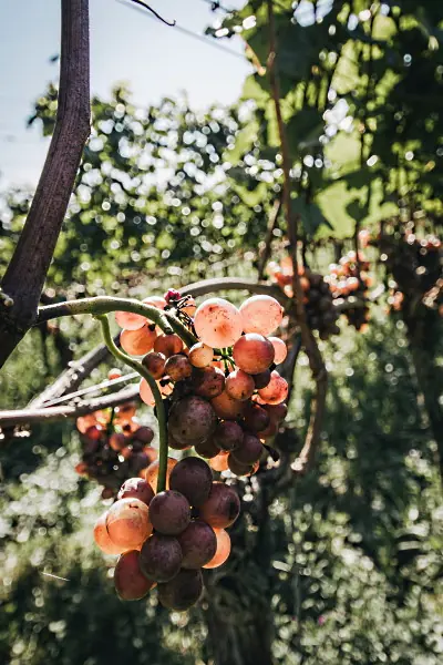 vårens roséviner - en klase rosa druvor