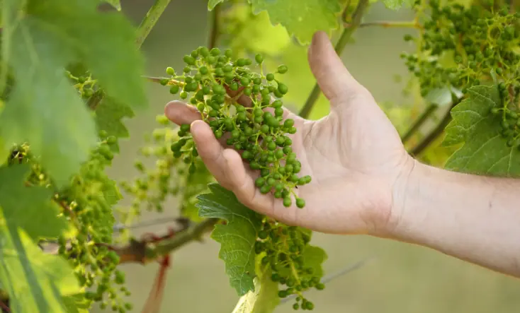Weingut Tom Dockner - Vinodlingar med örter och insekter 