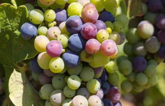 Zinfandel - vit zinfandel druvor