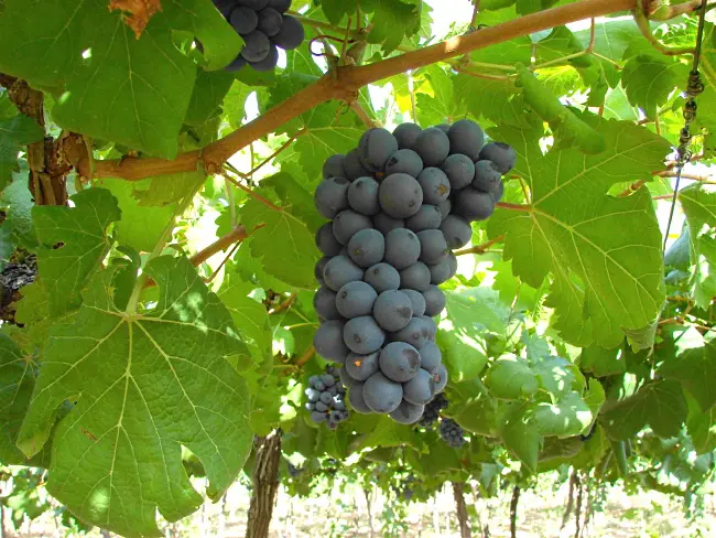 Bordeaux-vin Chateau Mayne Lalande - blå druvor i vingården