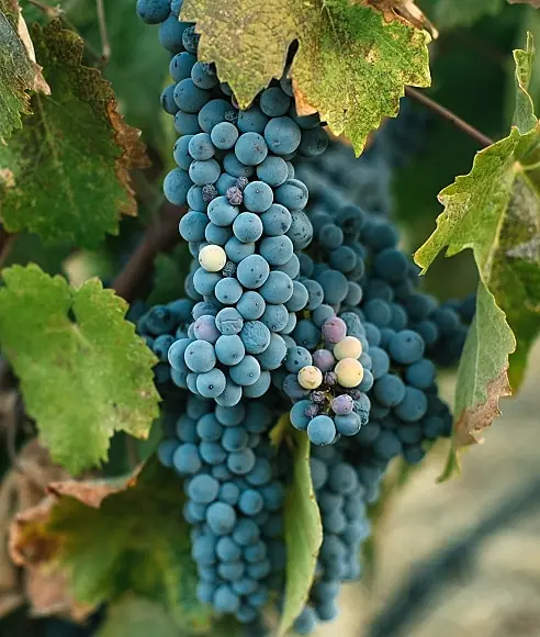 druvan sagrantino - en klase druvor