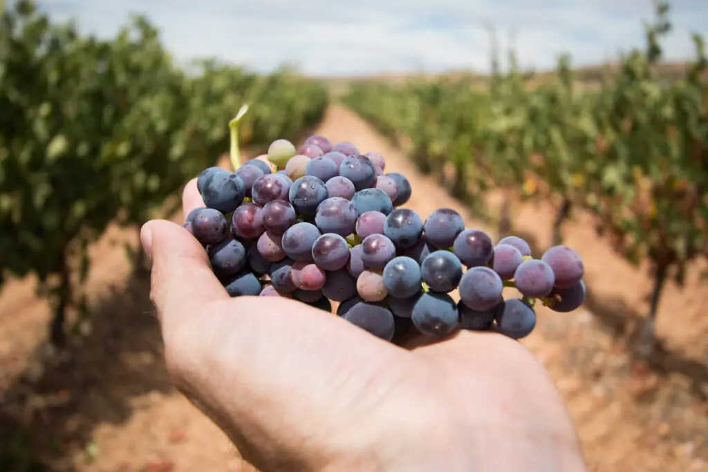 Sangiovese