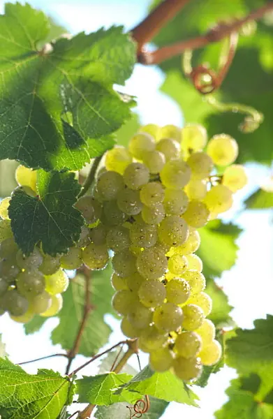  Druvan-Riesling-en-klase-druvor.