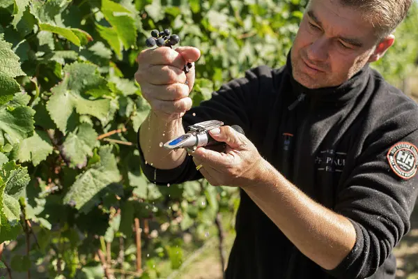 eleganta viner - Philipp Kuhn, Weingut Philipp Kuhn