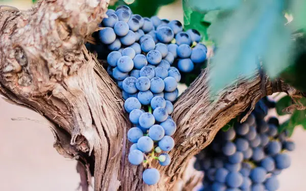La Mancha - duvor Garnacha