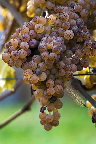 Gascogne Gros Manseng