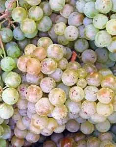Pinot Blanc