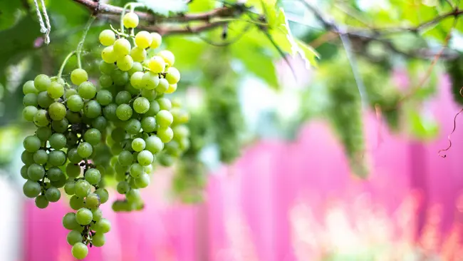 Pouilly-Fuissé - druvan chardonnay