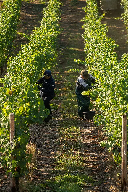 Sauvignon Blanc Te mata winery - vingården