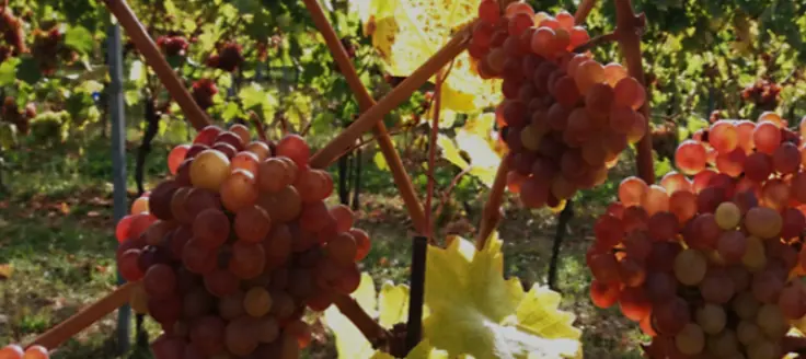 Weingut Sutter - Viner med extra mycket mineraler