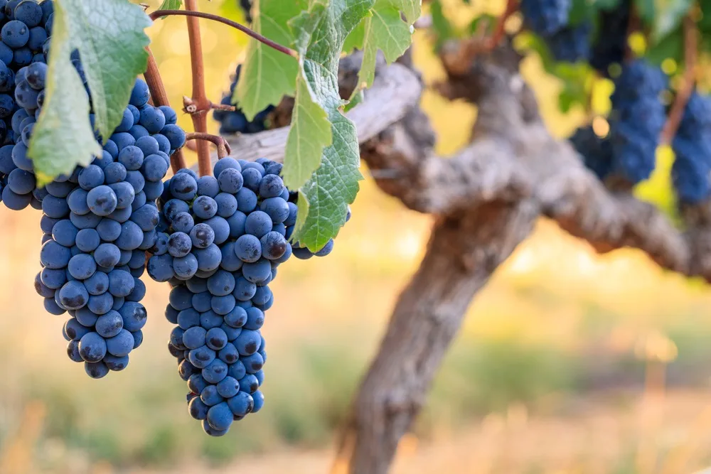 cabernet-franc.jpg