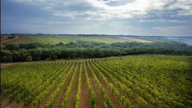 Botromagno Vigneti & Cantine - Vingården som producerar ekologiska viner