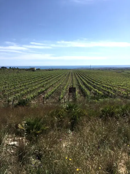 Sicilien: Cantine Settesoli vingårdar