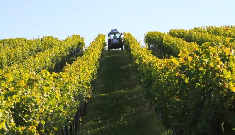 Weingut Thüringer - Tre generationer arbetar på vingården 