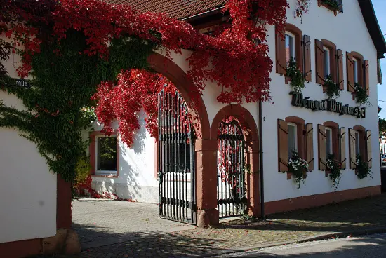 Pinot Noir - Wilhelmshof ett fint hus