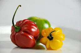 parika