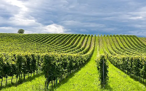 gavi