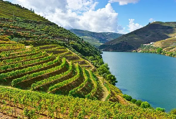 vitt sommarvin - douro