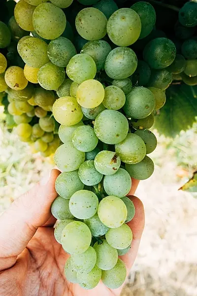 Gavi och Friuli - grön druvklase