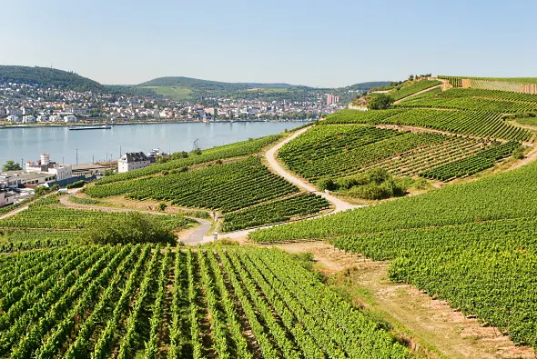 Druvan Riesling - vingårdar