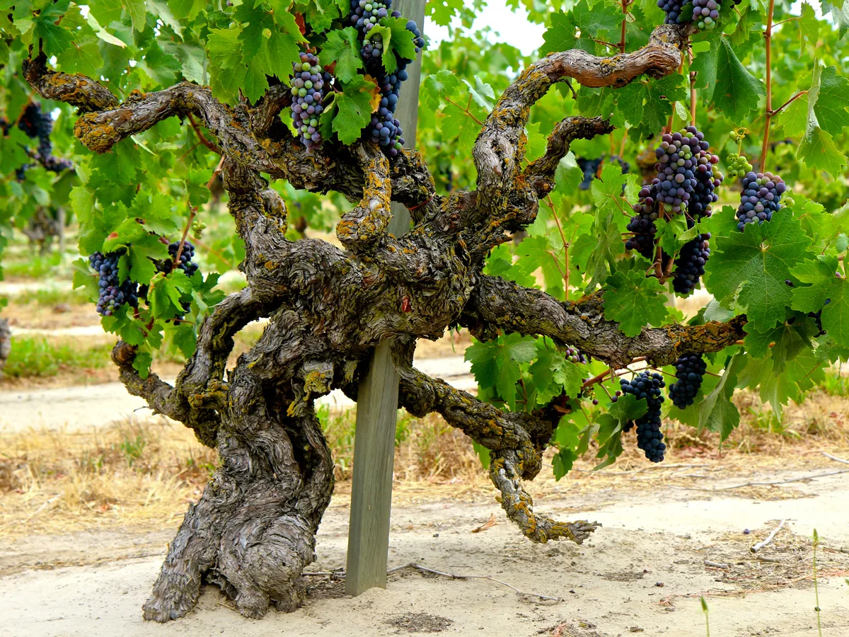 lodi-old-vine-zinfandel-marians-vineyard-mohr-fry-mokelumne.jpg