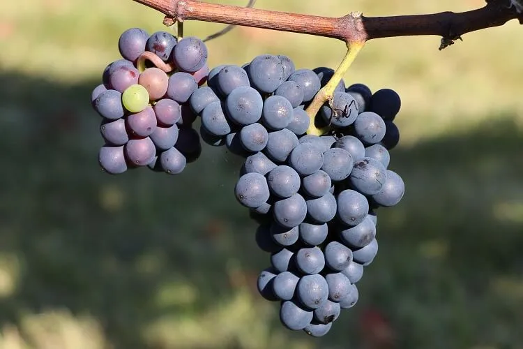 TempranilloGrapeVine_800x.jpg
