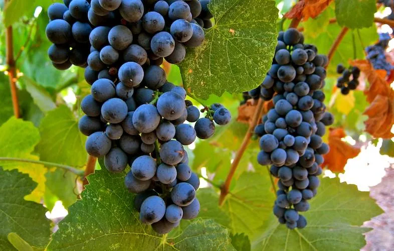 touriga-nacional-is-often-used-to-make-port-style-wines-photo-courtesy-of-vititec-786x500.jpg