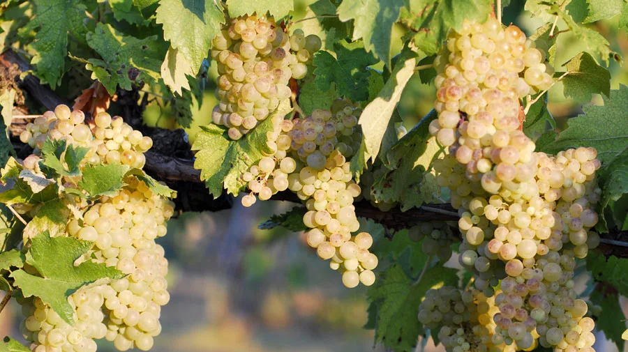 vernaccia-san-gimignano.jpg