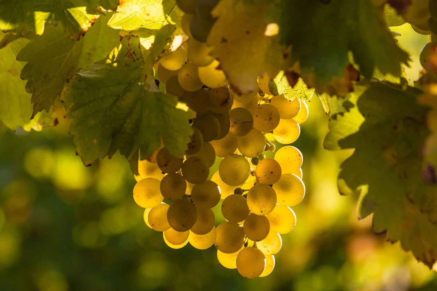 Wine-Guide-101-Sauvignon-Blanc-FT-BLOG0922-2000-b06eb781fedc46e2a33cfcbcc885bfc0.jpg