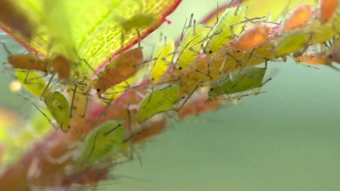 aphids-crop_0.jpg