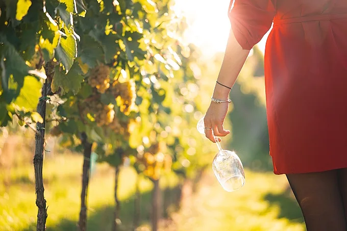 vita viner vitvinsblandningar - i vingården.jpg