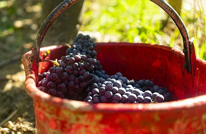 syrah shiraz - en hink med druvor .jpg