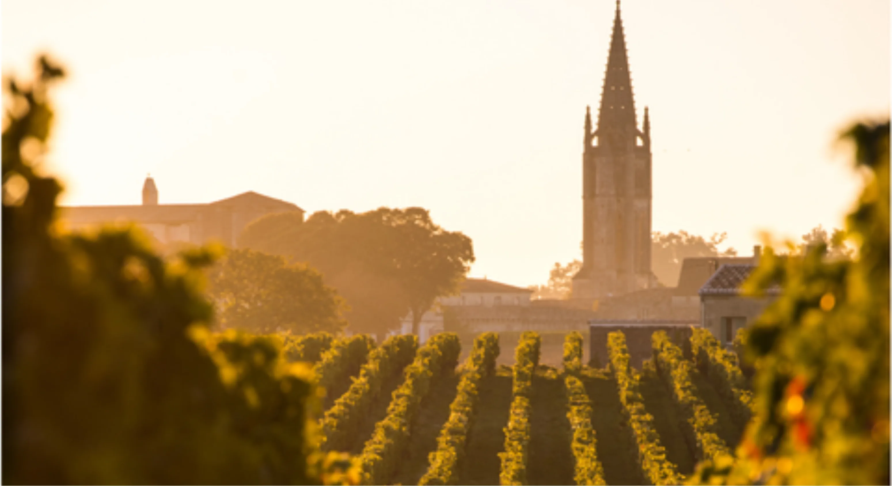Crisp White 2024 Wine Banner - Left Aligned (5).png