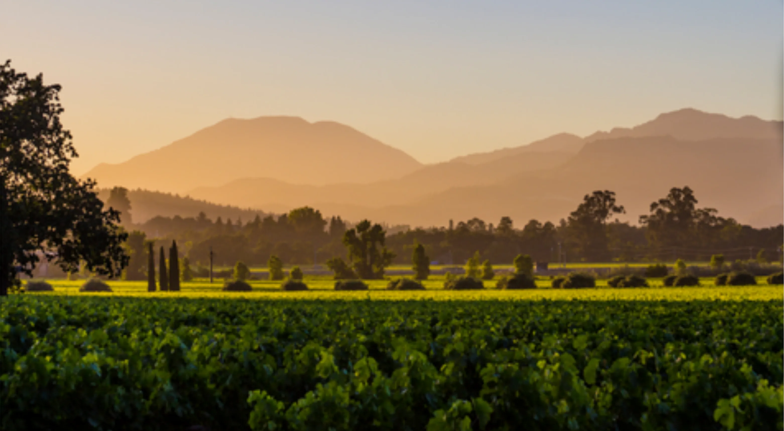 Crisp White 2024 Wine Banner - Left Aligned (6).png