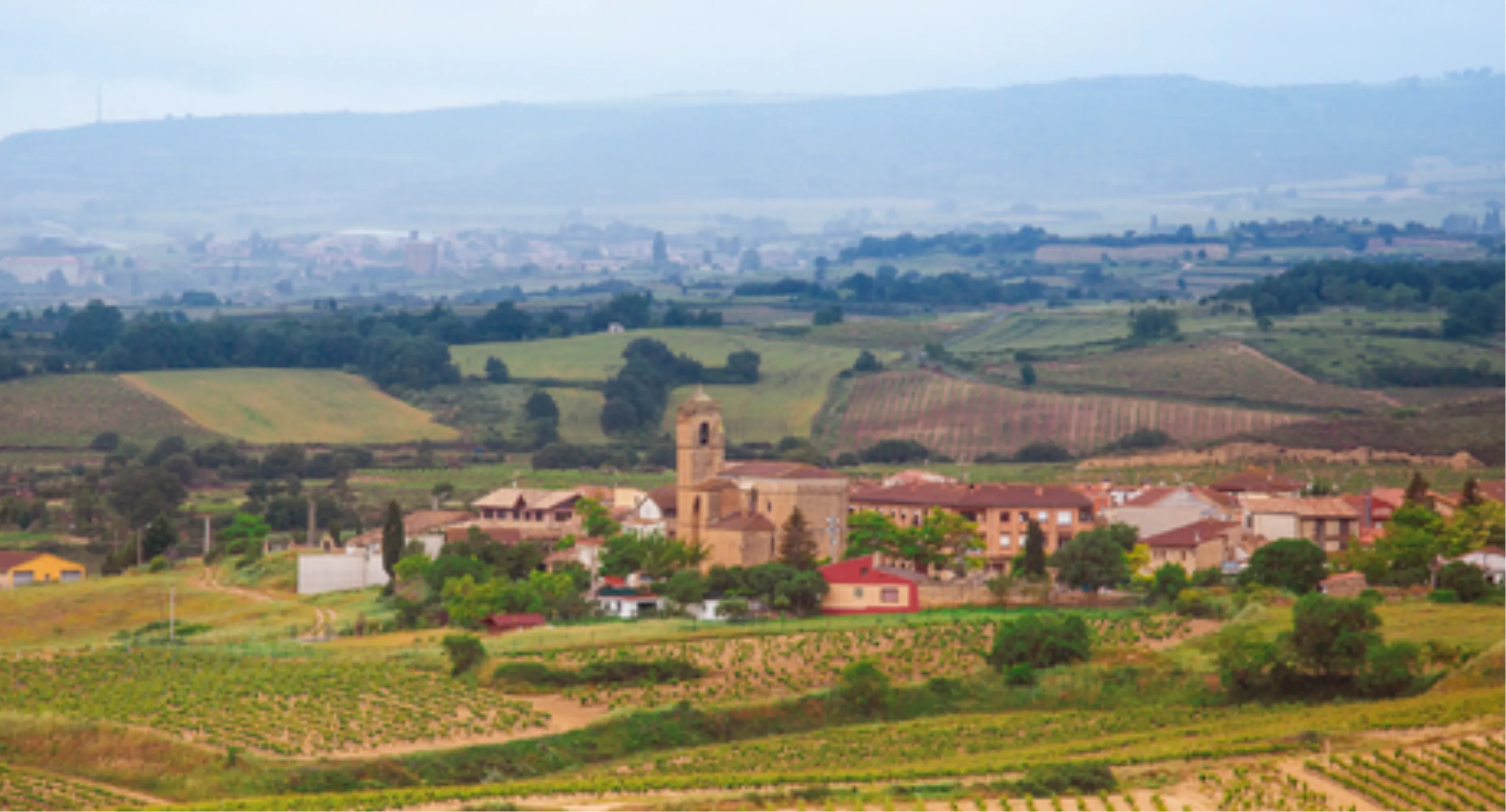 Crisp White 2024 Wine Banner - Left Aligned (7).png