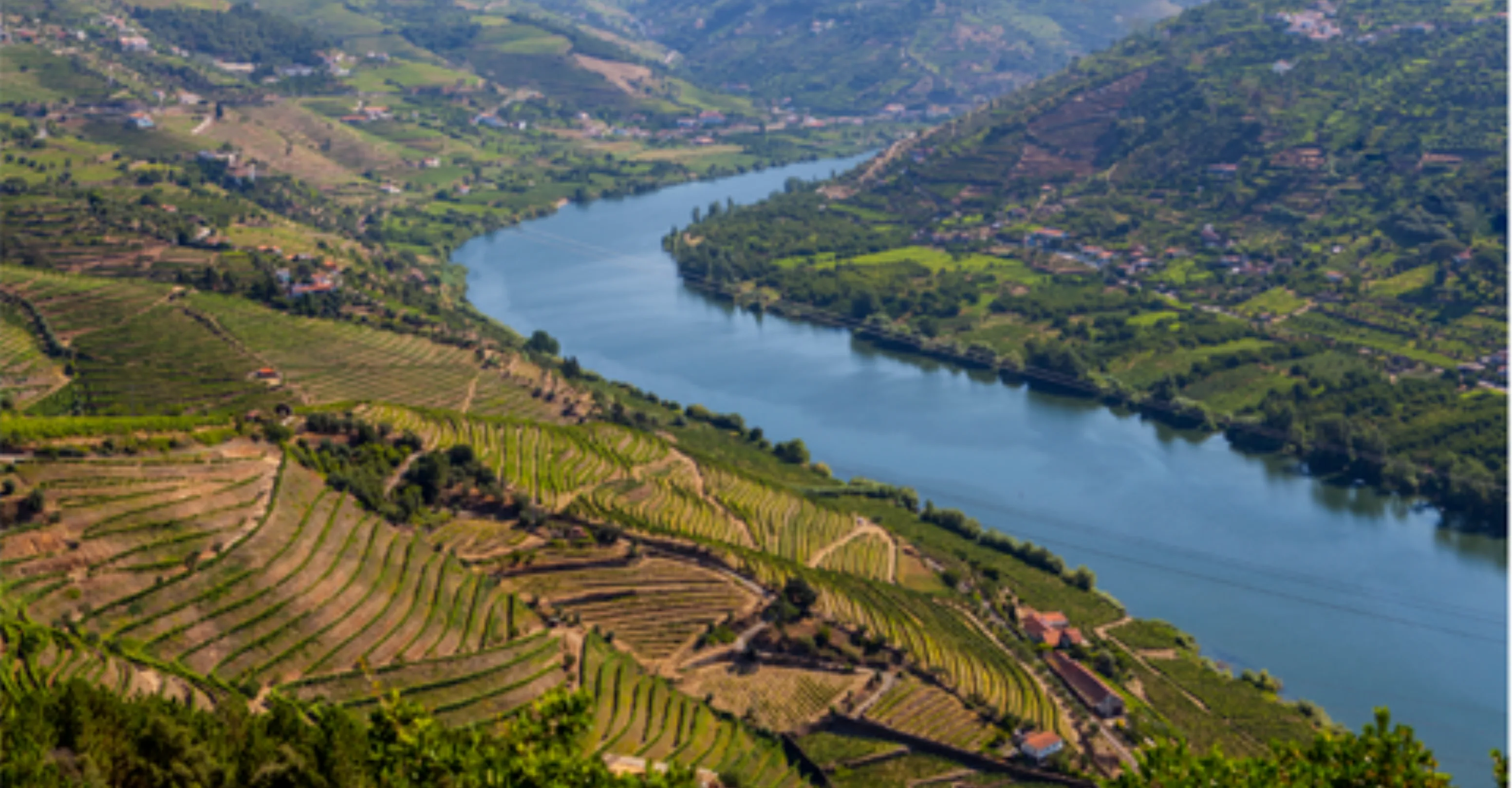 Crisp White 2024 Wine Banner - Left Aligned (9).png