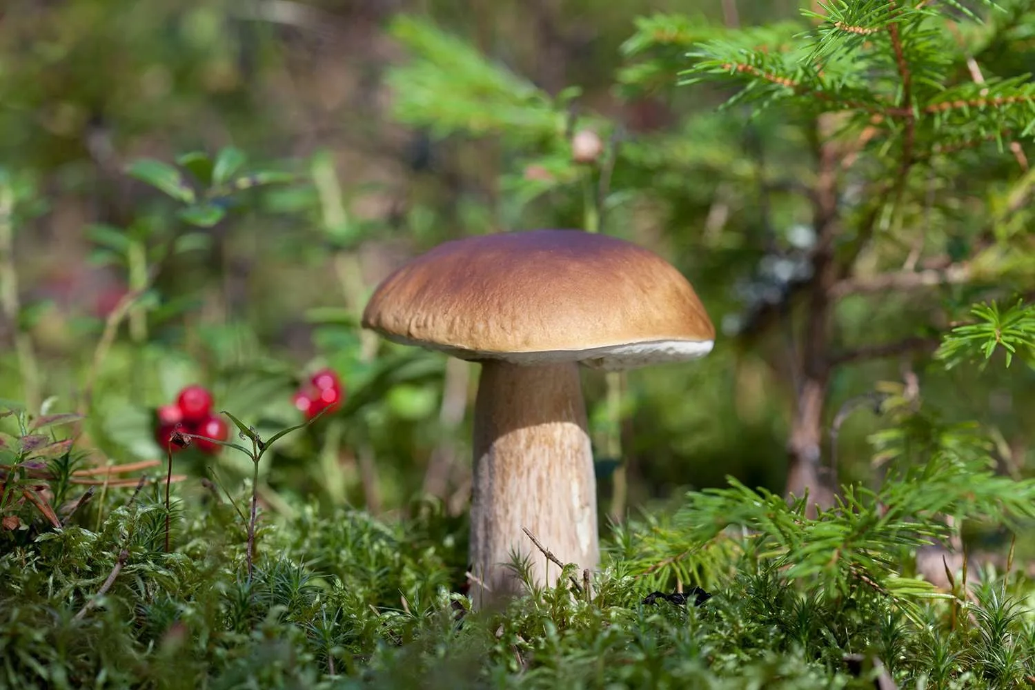 porcini.jpg