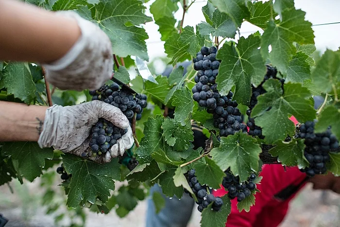 Pinot Noir - i vingåden.jpg
