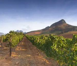 Stellenboschs vingårdar