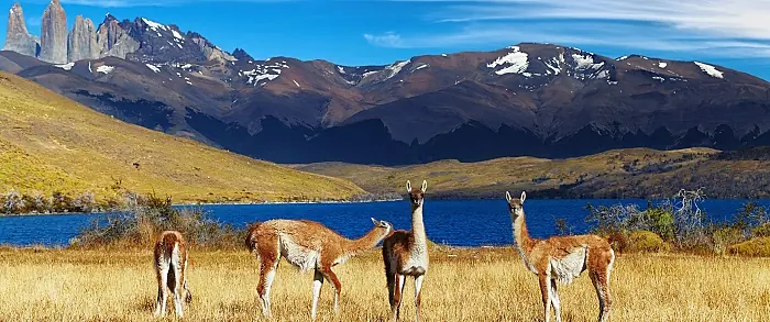 Nyhet chile stänger