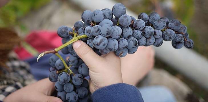 lära dig att göra vin på dina egna druvor - Vinjournalen.se