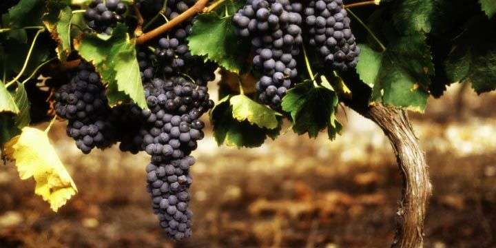Ett urval av kända röda viner från Italien