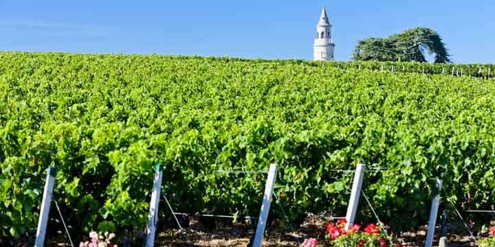 De mest berömda röda vinerna från Frankrike