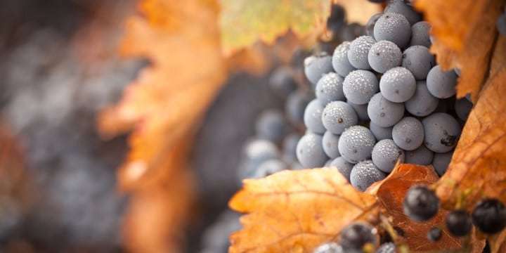 Barolo DOCG, fantastiskt fylliga viner med kraftfull struktur