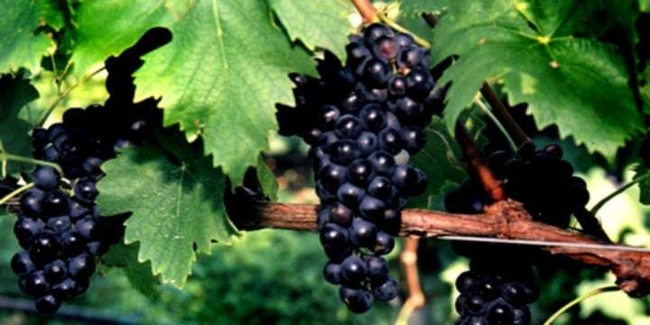 6 druvor för den blivande vinprovaren